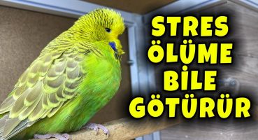 STRESTEN MUHABBET KUŞU ÖLÜR MÜ ? STRES NEDEN OLUR ?