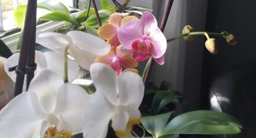 orkideler in bakımına kaldığımız yerden devam ediyoruz orkide bakımını güvercin gübresi ile yapıyorm Bakım