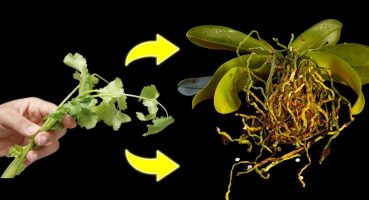 Dead Orchid? Use parsley and see the Miracle of 1,000 roots Bakım
