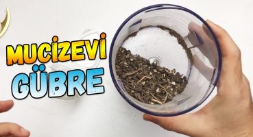 Muz Kabuğundan Gübre Yapımı Bakım