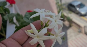 Yasemin Çiçeği | Yasemin Çiçeği Nasıl Açar | Yasemin Çiçeği Özellikleri | JASMİNUM Bakım