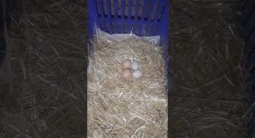 Gurk tavuk nasıl yatırılır ,buzdolabındaki yumurtadan civciv çıkar mı ?