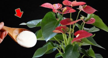 I Pour 1 Spoon! Anthurium Without Flowers Explodes With Thousands Of Beautiful Flowers! Bakım