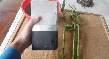 Bambu bitkisi bakımı, ekimi, sulaması. Lucky Bamboo potting Bakım