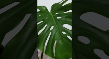 Monstera Deliciosa #monstera #monsteraplant #bitkibakımı #tropik  #bitki #çiçek #houseplants #bahçe Bakım