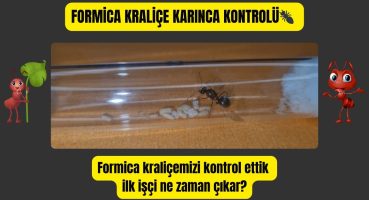 Formica kraliçe karınca kontrolü🐜 Formica kraliçe karıncanın ilk işçileri ne zaman çıkar? Bakım