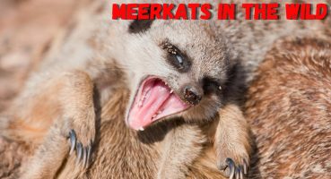 Meerkats: in the Wild: Unveiling the Secrets of Suricate Life Bakım