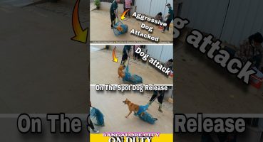 Aggressive Dog Catch Trailer 💕। Dog sound #dog #shorts #streetdog #4k Fragman izle