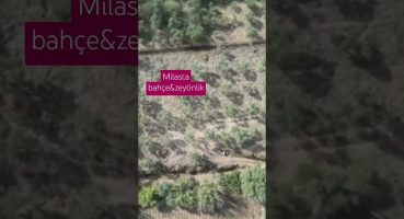 milasta zeytinlik  bahçe Lüks yazlık fırsatı Satılık Arsa