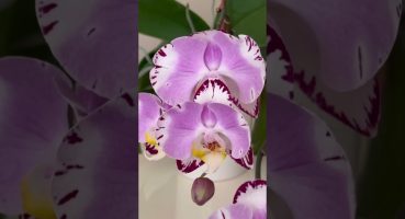 Orkidem Çiçek Açtı ! Orkide Çiçeklendirme? Orkide Bakımı #orchid #miniorkide #orkide Bakım