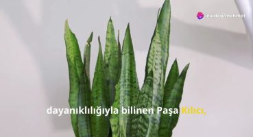 Yatak Odası İçin 10 Bitki – 10 Plants for the Bedroom Bakım