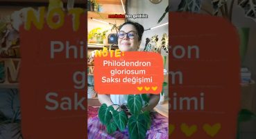 Philodendron gloriosum saksı değişimi 🌿 #bitki #philodendron #philodendrongloriosum #filodendron Bakım