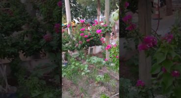 Begonvil Bahçesi #begonvil #bitkibakımı #plants #bitki #garden #çiçek #bahçe #houseplants #flowers Bakım