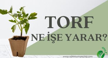 TORF NE İŞE YARAR? TORF NASIL KULLANILIR? TORFU NEREDE KULLANIRIM? TORF NASIL OLUŞUR? Bakım