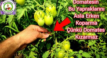 Domatesin Bu Yapraklarını Asla Erken Koparma Çünkü Domates Kızarmaz🍅Domates Yaprağı Ne Zaman Kesilir Bakım