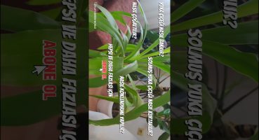 solmuş yuka çiçeği bakımı #yucca #yukka #bitkibakımı #bitki #çiçek #bahçe #houseplants Bakım