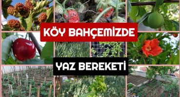 ŞİRİN KÖY BAHÇEMİZE YAZ BEREKETİ GELDİ!! #doğa #bitkidünyası #bahçebakımı