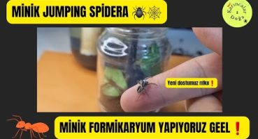 Minik jumping spidera minik formikaryum yapıyoruz geell❗️❗️| Yeni arkadaşımız Rıfkıı Bakım