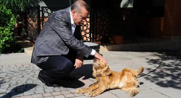 Erdoğan “sokak köpekleri” üzerinden nasıl bir siyasi hesap yapıyor?
