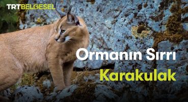 Ormanın Sırrı: Karakulak | TRT Belgesel Bakım