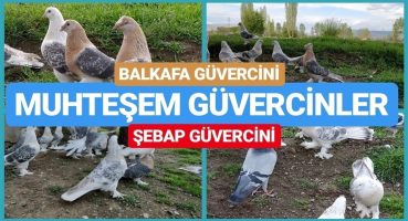 Güvercin Hastalarının Vazgeçilmezi Şebap ve Balkafa  #guvercin #güvercin #pigeon #pigeons #kuşlar