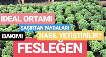 Saksı da Fesleğen (Reyhan) yetiştirmek,Fesleğen Nasıl Yetiştirilir,Şaşırtan Faydaları Nelerdir?