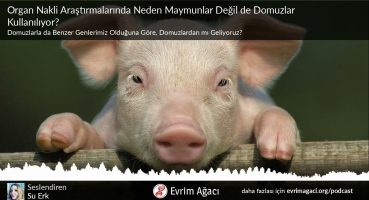 Organ Nakli Araştırmalarında Neden Maymunlar Değil de Domuzlar Kullanılıyor? Bakım