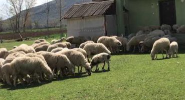 Koyun yetiştiriciliği ve kuzular