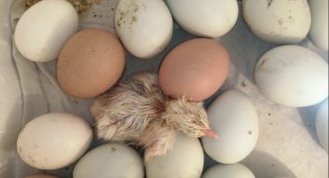 Civciv yumurtadan nasıl çıkar? Civcivin çıkım anını izle! How do chicks hatch? كيف تفقس الدجاج؟