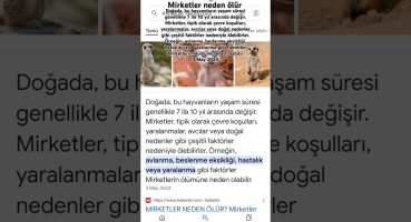 Mirketler neden ölür? ÖLÜM nedeni 2 açıklamada!