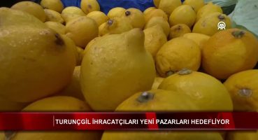 Turunçgil ihracatçıları yeni pazarları hedefliyor Fragman İzle