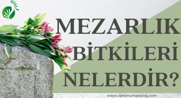 MEZARLIK BİTKİLERİ NELERDİR? MEZARLIKLARDA HANGİ BİTKİLER KULLANILABİLİR? MEZAR BİTKİLERİ Bakım