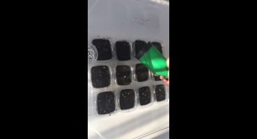 Kaktüs tohumundan yetişen 1 aylık kaktüs fideleri,How to growing cactüs from seed!