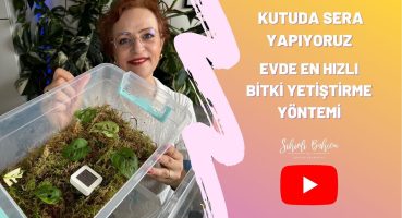 Evde En Hızlı Bitki Yetiştirme Yöntemi | Kutuda Sera Yapıyoruz. Bakım