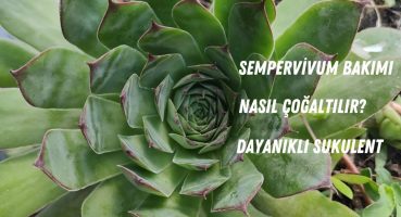 Sukulent Sempervivum Bitkisi Hakkında Her Şey | Bakım, Çoğaltma ve Dekoratif Kullanım Bakım