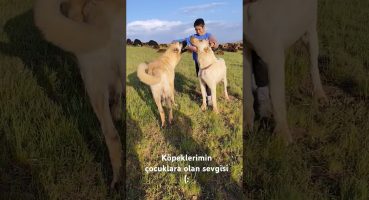 onlar birer dost canlısı 🙂#kangal #nature #trending #çobanköpekleri #anime #animals  #shortvideo Fragman İzle