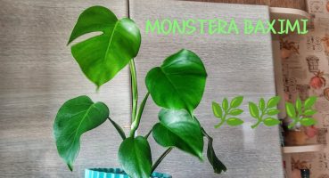 MONSTERA DELİCİOSA BAXIMI (TORPAĞ SEÇİMİ, SU , NƏM) VƏ DAHA ÇOX… Bakım