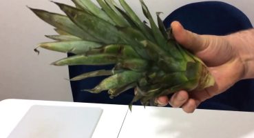 Ananas köklendirme/ Saksıda Evde Ananas Yetiştirme (Basit)/How to growing Pineapple