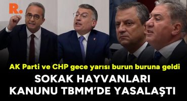 Sokak hayvanları kanunu yasalaştı: AK Parti ve CHP gece yarısı burun buruna geldi Bakım