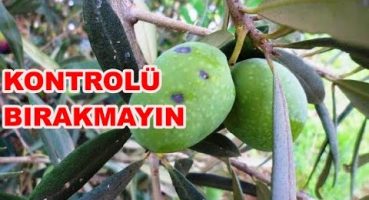 Yaz Döneminde Zeytinde Dikkat Edilecek Zararlılar ve Hastalıklar II Zeytin Kabuklu Biti