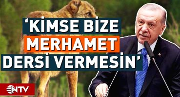 Erdoğan, Sokak Hayvanları Düzenlemesini Gündemine Aldı, ‘Başıboş Köpek Sorunumuz Var’ Dedi | NTV