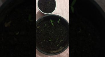 Çimlenmiş domates tohumları,Saksıda domates yetiştiriciliği 2