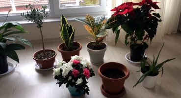 saksıda çiçek ve bitki yetiştiriciliği