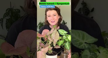 Melek Kanadı – Syngonium Hava Kökleri #bitkiler #doğa #bitkibakımı Bakım