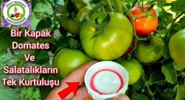 Bir Kapak Domates Ve Salatalıkların Tek Kurtuluşu🌱Domatesler Asla Hasta Olmayacak Hemen Meyve Verir🍅 Bakım