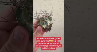 #keşfet #likeforlikes #likes #followme #bitkibakımı #kaktus #cacti #shortsviral #plant #keşfetteyiz Bakım