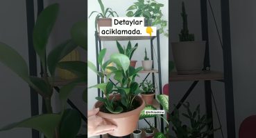 Konumuz Zümrüt Dalgası (peperomia obtusifolia) Bakım