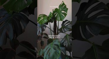 Monstera Deliciosa #monstera #monsteraplant #bitki #bitkibakımı #çiçek #bahçe #plantlover #plants Bakım