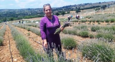 Doktoru Önerdi Yurt Dışından dönünce kurduğu çiftlikte Lavanta yetiştiriyor. Bakım