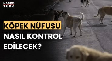 Sahipsiz köpekler için ne yapılacak? Prof. Dr. Hasan Alpak ve Göktan Eker yanıtladı Bakım